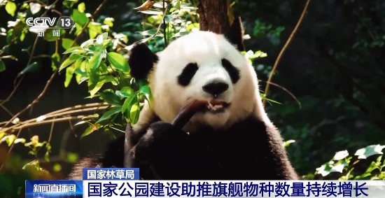国家公园里面有什么？大熊猫！东北虎！藏羚羊！雪豹……